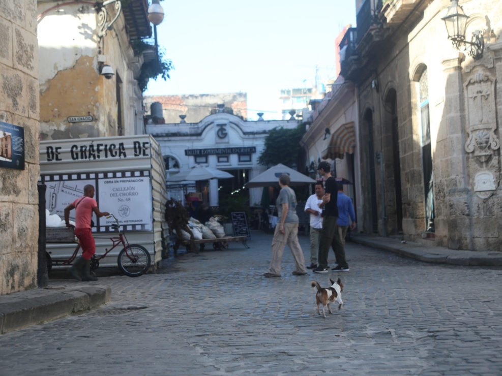 Perrito 4