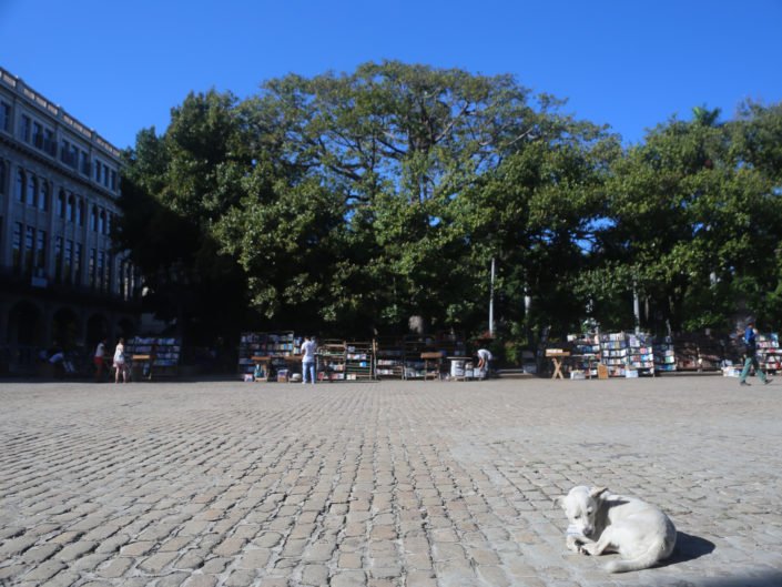 Plaza de Armas Perrito 1