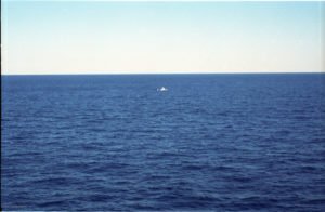 Whale 13