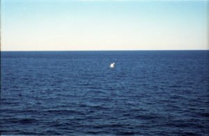 Whale 14