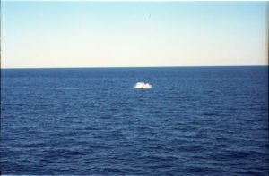 Whale 7