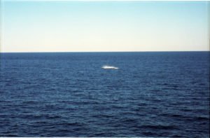 Whale 8