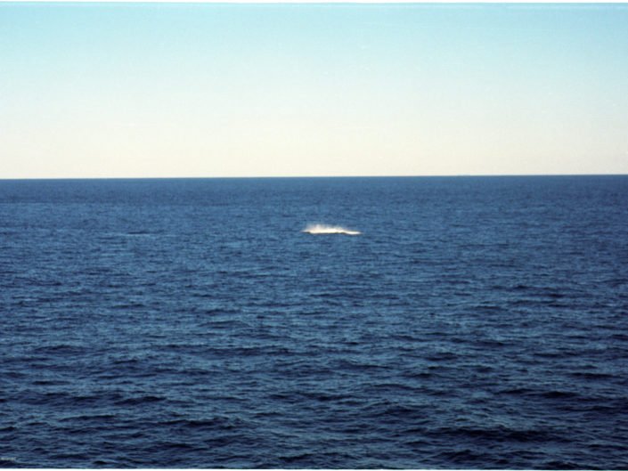 Whale 8