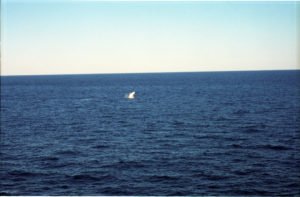 Whale 9