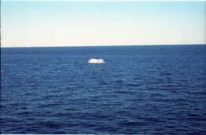 Whale 10