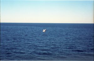 Whale 3