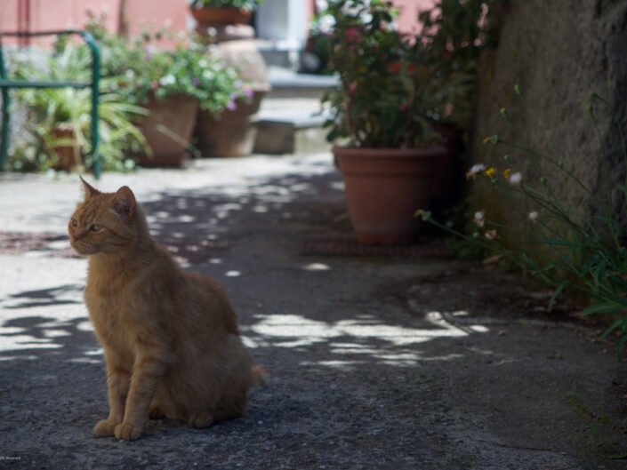 Monterosso Cat